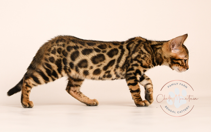 Bengal kitten for sale